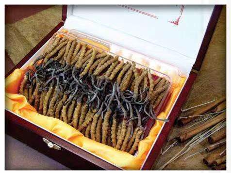 新竹镇冬虫夏草回收